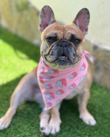 dog bandanas