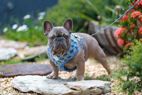 french bulldog outdoor harness