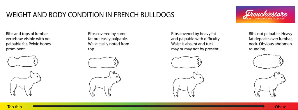 Frenchie weight and body condition of a french bulldog drawn by Frenchiestore