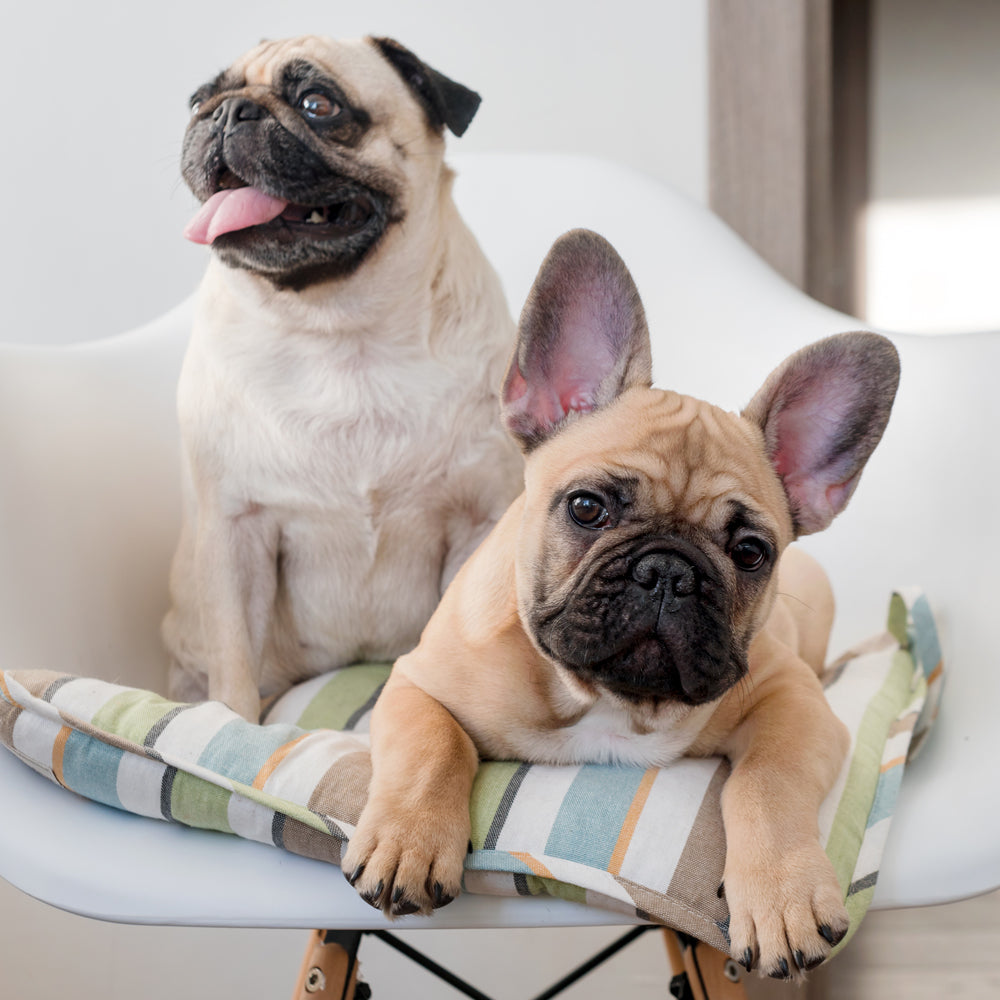 are french bulldogs similar to pugs