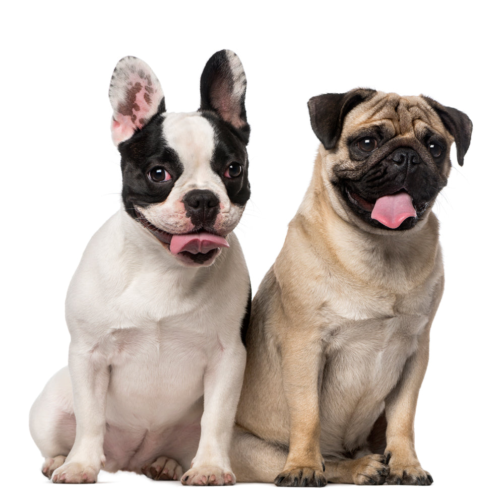 are pugs similar to english bulldog