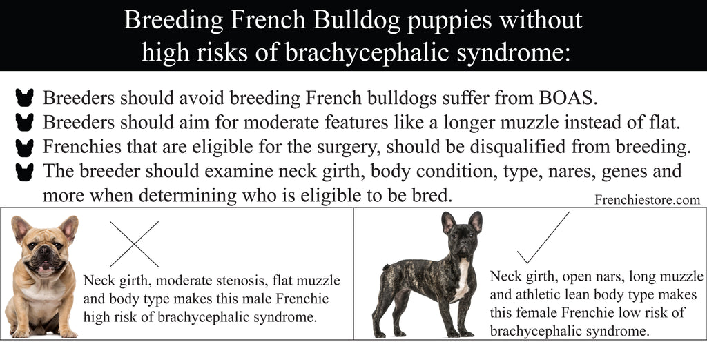 Zucht von Welpen der Französischen Bulldogge ohne hohes Risiko für ein Brachyzephales Syndrom Frenchiestore.com