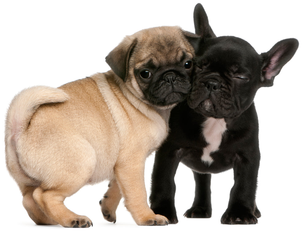 are pugs and french bulldogs similar