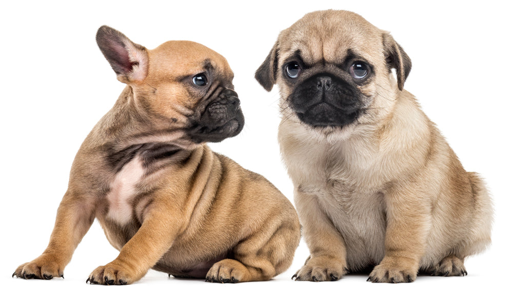 French bulldog discount pug puppies