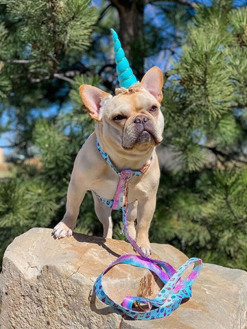 a unicorn frenchie looking magical frenchiestore best harness for french bulldogs