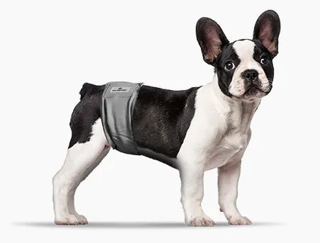 Dog Belly Bands for Male frenchie Dog might solve the issue