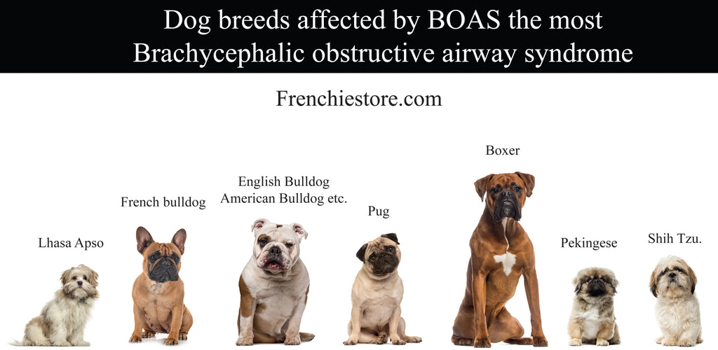 dog breeds affected by boas the most Frenchiestore