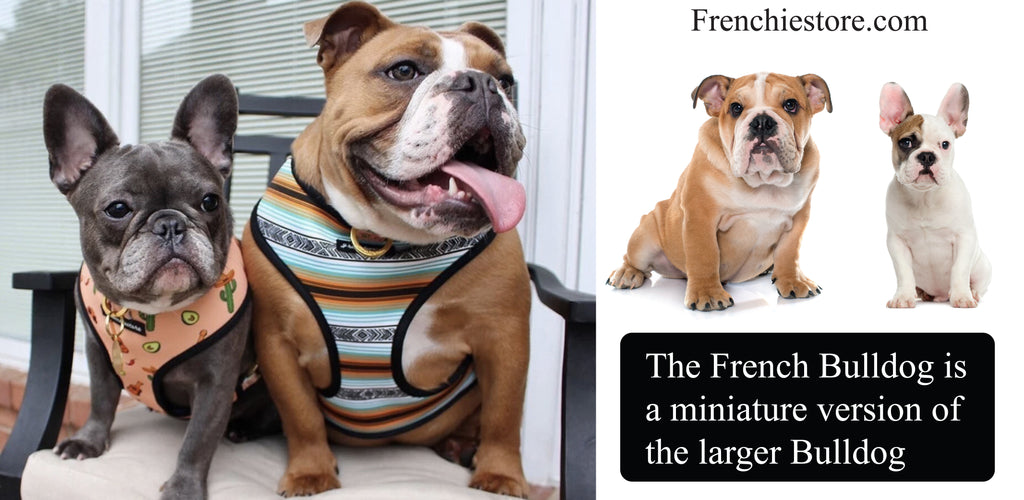 The Frenchie dog breed is a miniature version of the larger Bulldog