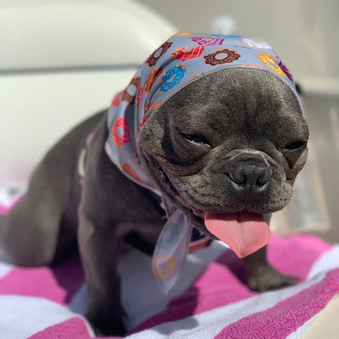 frenchiestore cooling bandana for frenchie