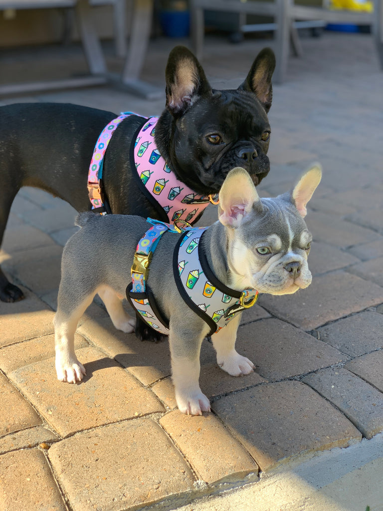 All About The French Bulldog Breed