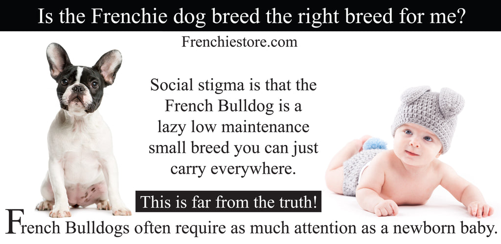 Is the Frenchie dog breed the right breed for me? Frenchiestore.com
