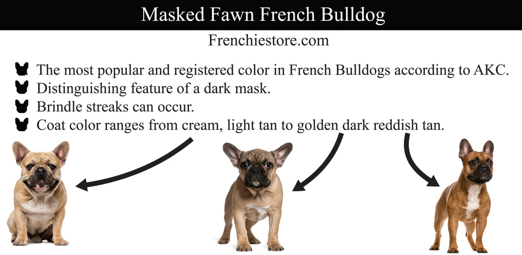 Masked fawn French Bulldog