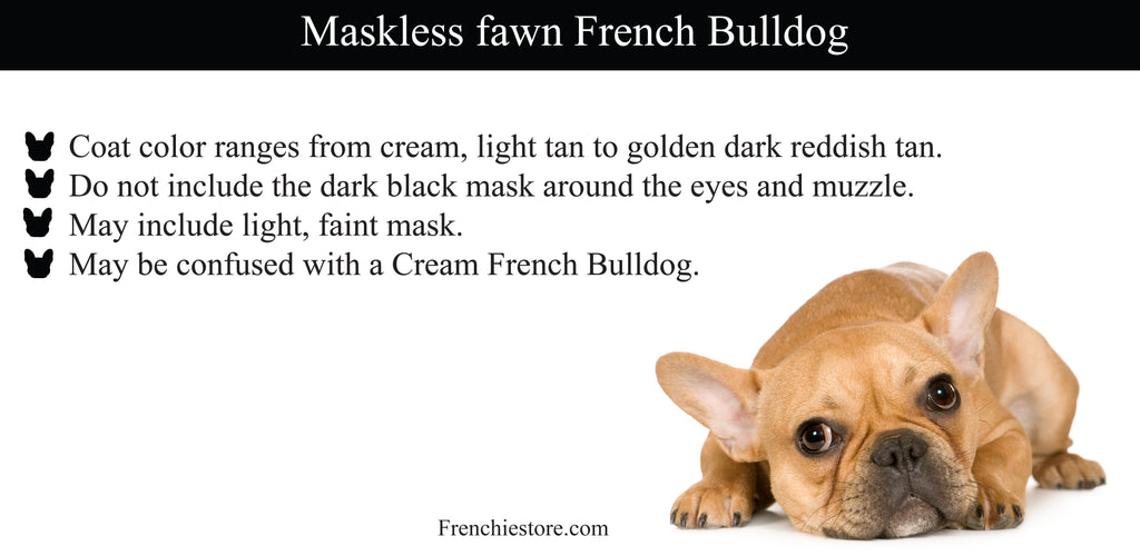Maskless Fawn French Bulldog Frenchiestore.com