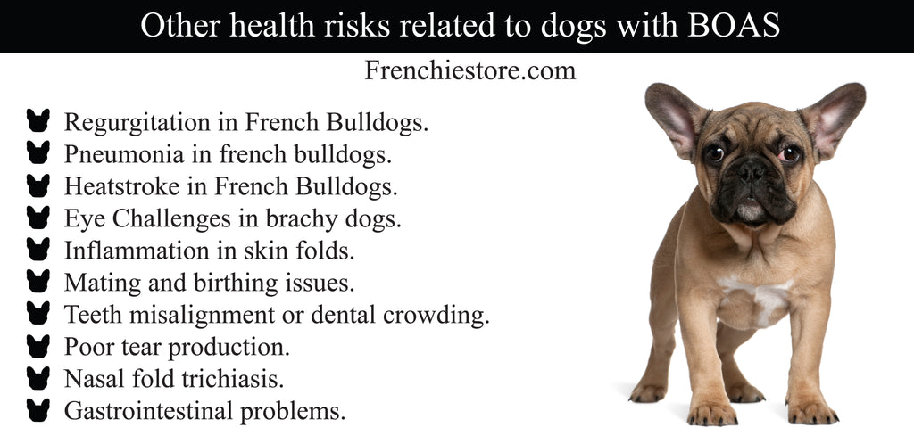 Andere gesundheitliche Probleme im Zusammenhang mit Hunden mit BOAS wie French Bulldogs Frenchiestore.com