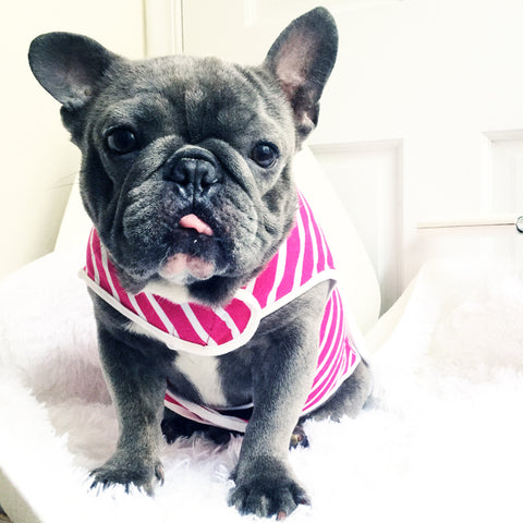 french bulldog organic shirt pink