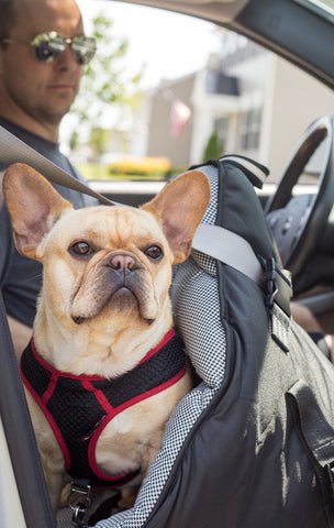 frenchie safest car seat crash tested pupsaver frenchiestore