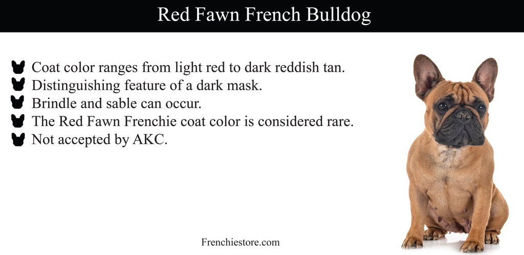 Red Fawn French Bulldog Frenchiestore.com