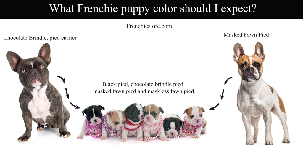  What Frenchie puppy color should i expect? Frenchiestore.com