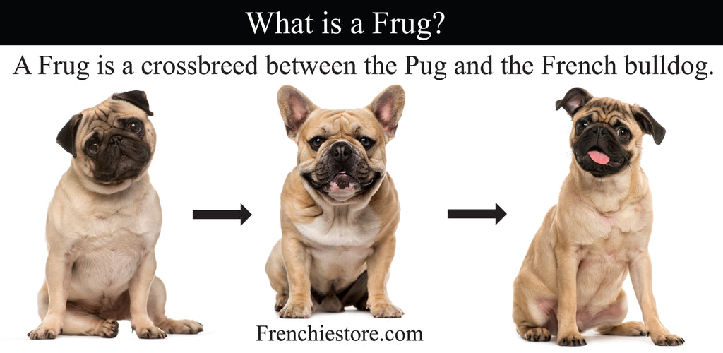 A Frug is crossbreed between the Pug and the Frenchie dog breeds. 