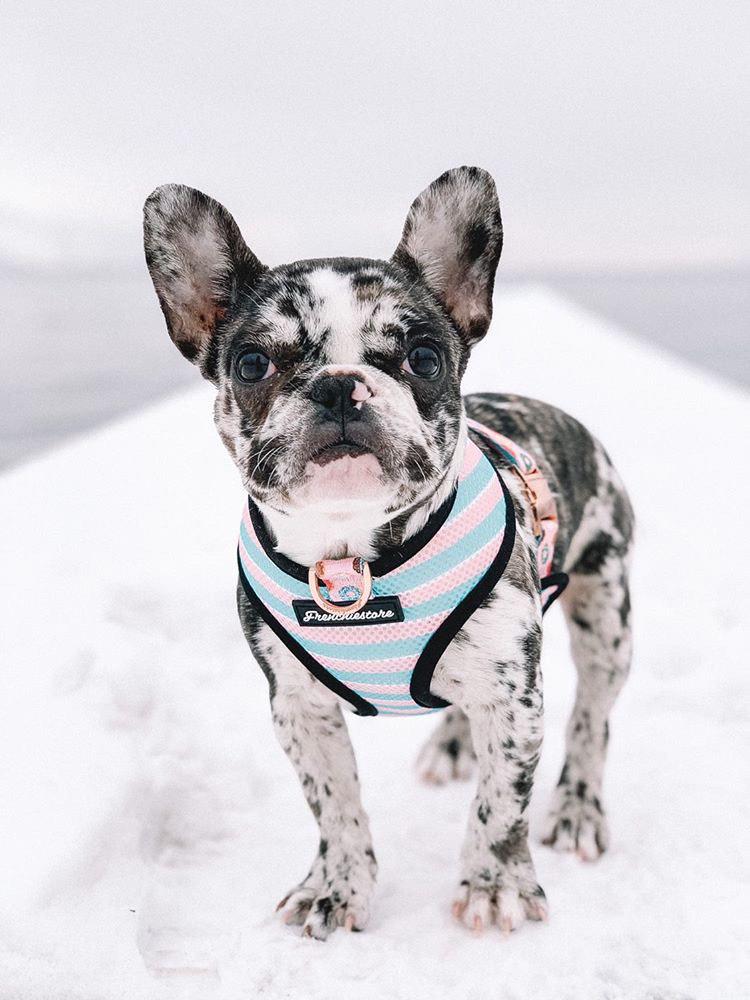 frenchie collars and leashes