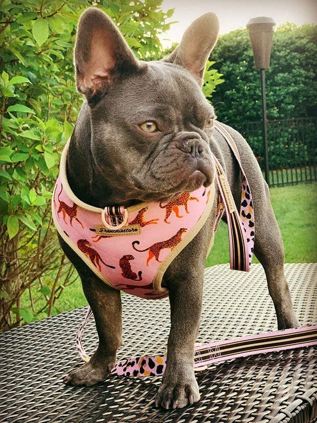 Frenchiestore Reversible Dog Health Harness