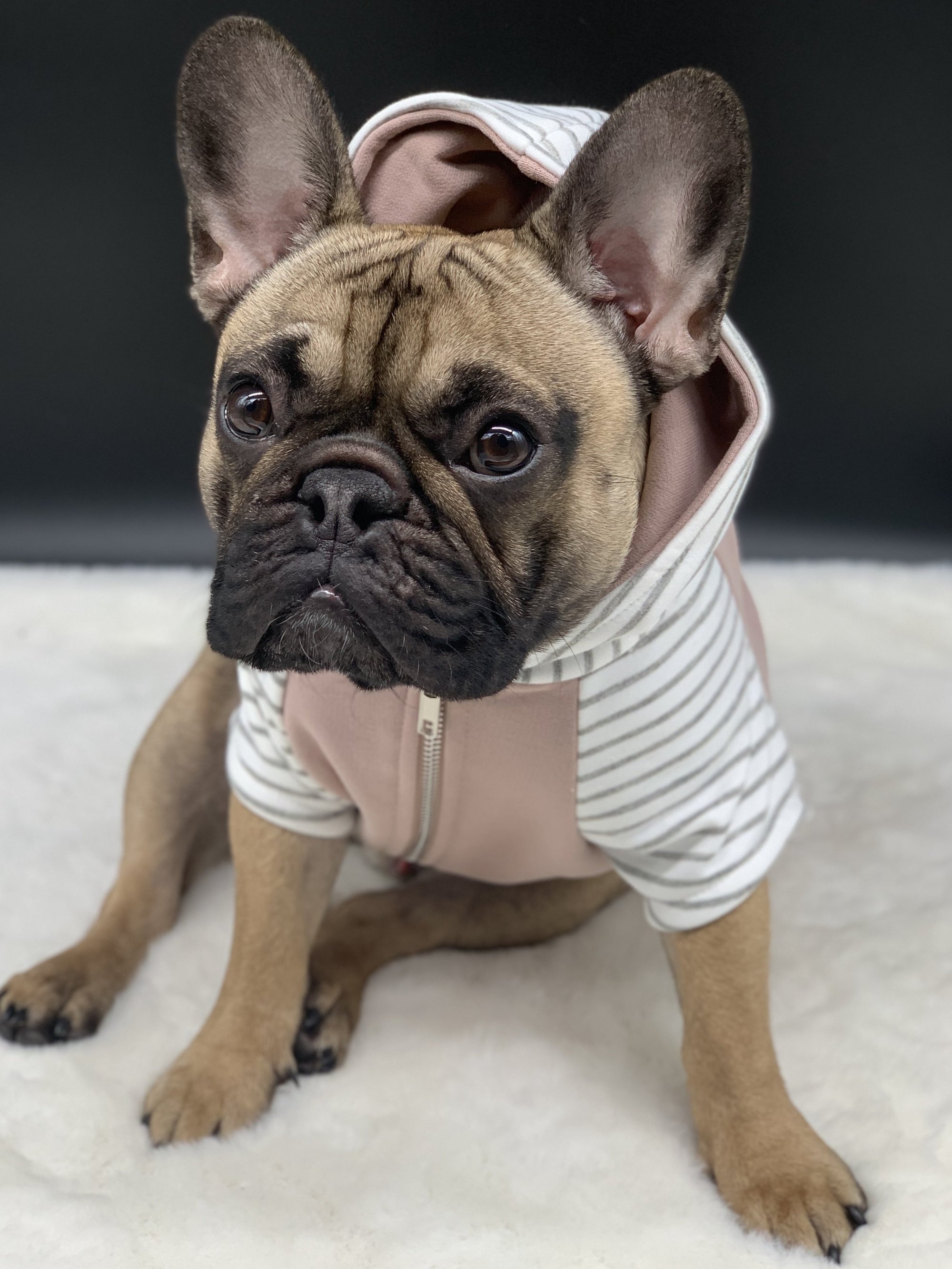 Französische Bulldogge Hoodie Frenchie Kleidung Schwarzer