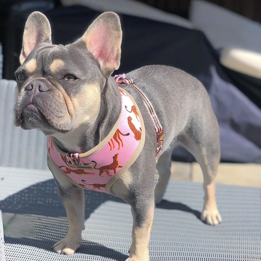 Frenchiestore Reversible Dog Health Harness | Wild One