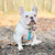 Arnés con correa ajustable para la salud de las mascotas de Frenchiestore | Productos para mascotas Mint StarPup, Frenchie Dog, French Bulldog