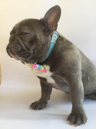 Frenchiestore Breakaway Dog Collar | Ice Cream