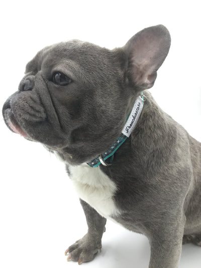 Frenchiestore Breakaway Dog Collar | Frenchie Love in Teal