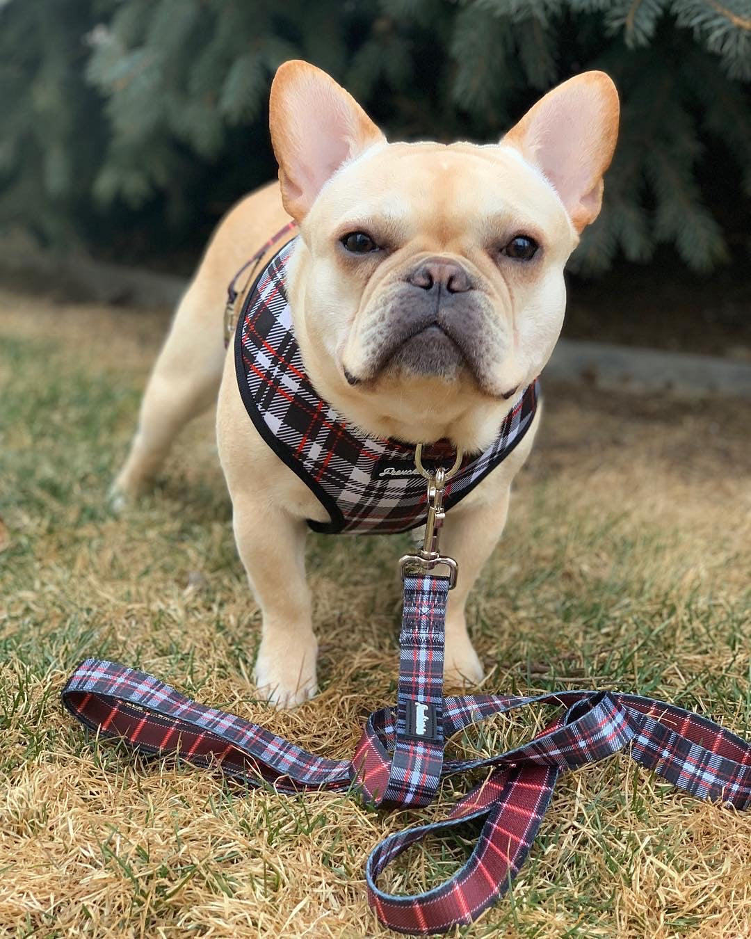 French Bulldog Harness Versatile Health Harness Tartan