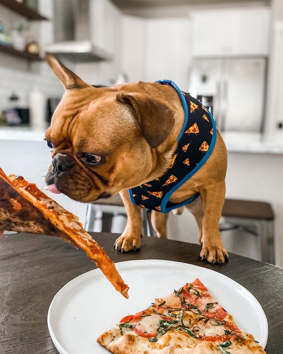 pizza dog harness