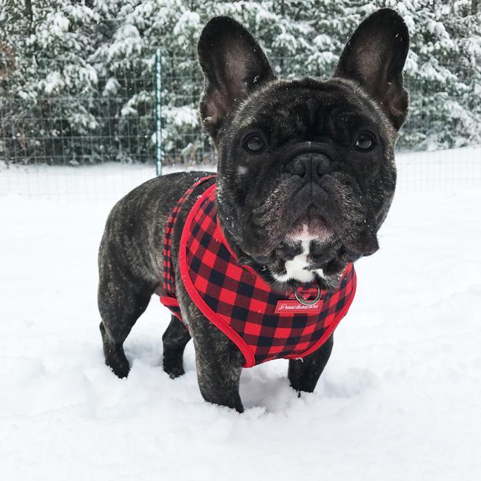 French Bulldog Harness | Versatile Health Harness | Red Buffalo Plaid