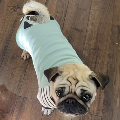 Mops Pyjama | Mops Hundekleidung | Fawn Mops Hund