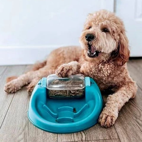 dog feeding bowl