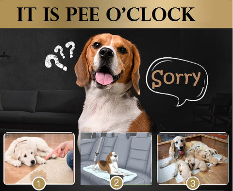 Solution for Dog's Urine Problem