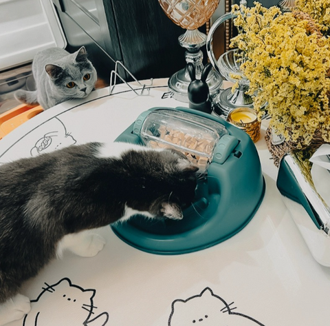 cat feeding bowl