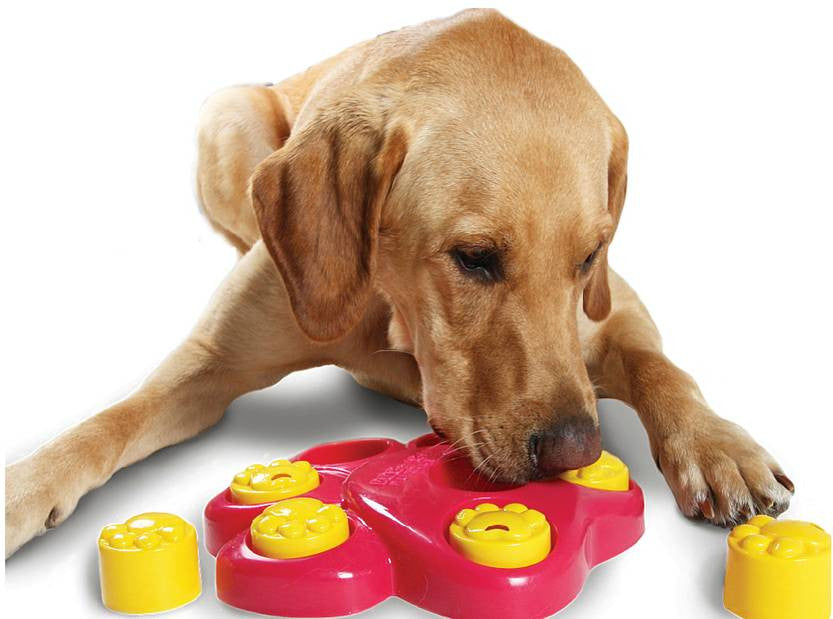 dog iq toys