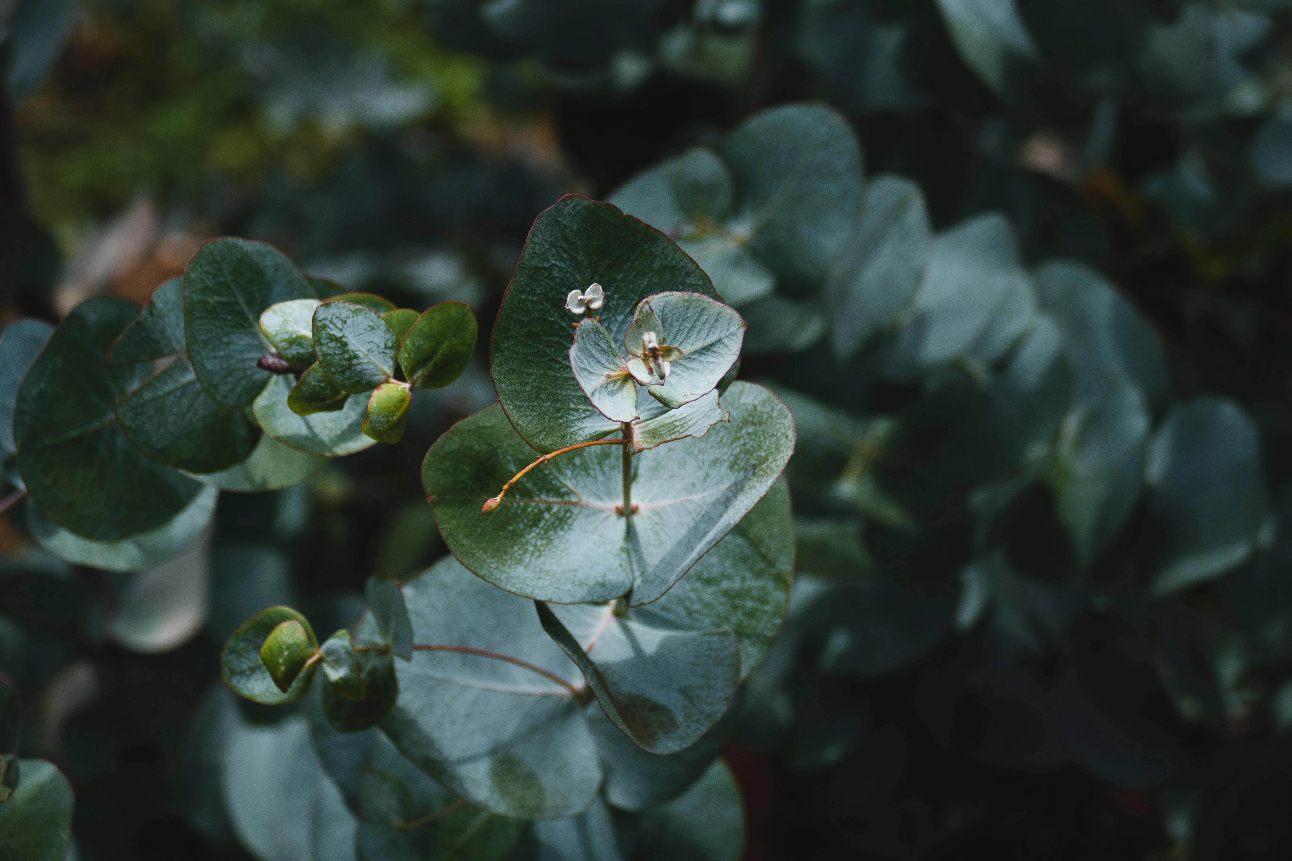 eucalyptus plant