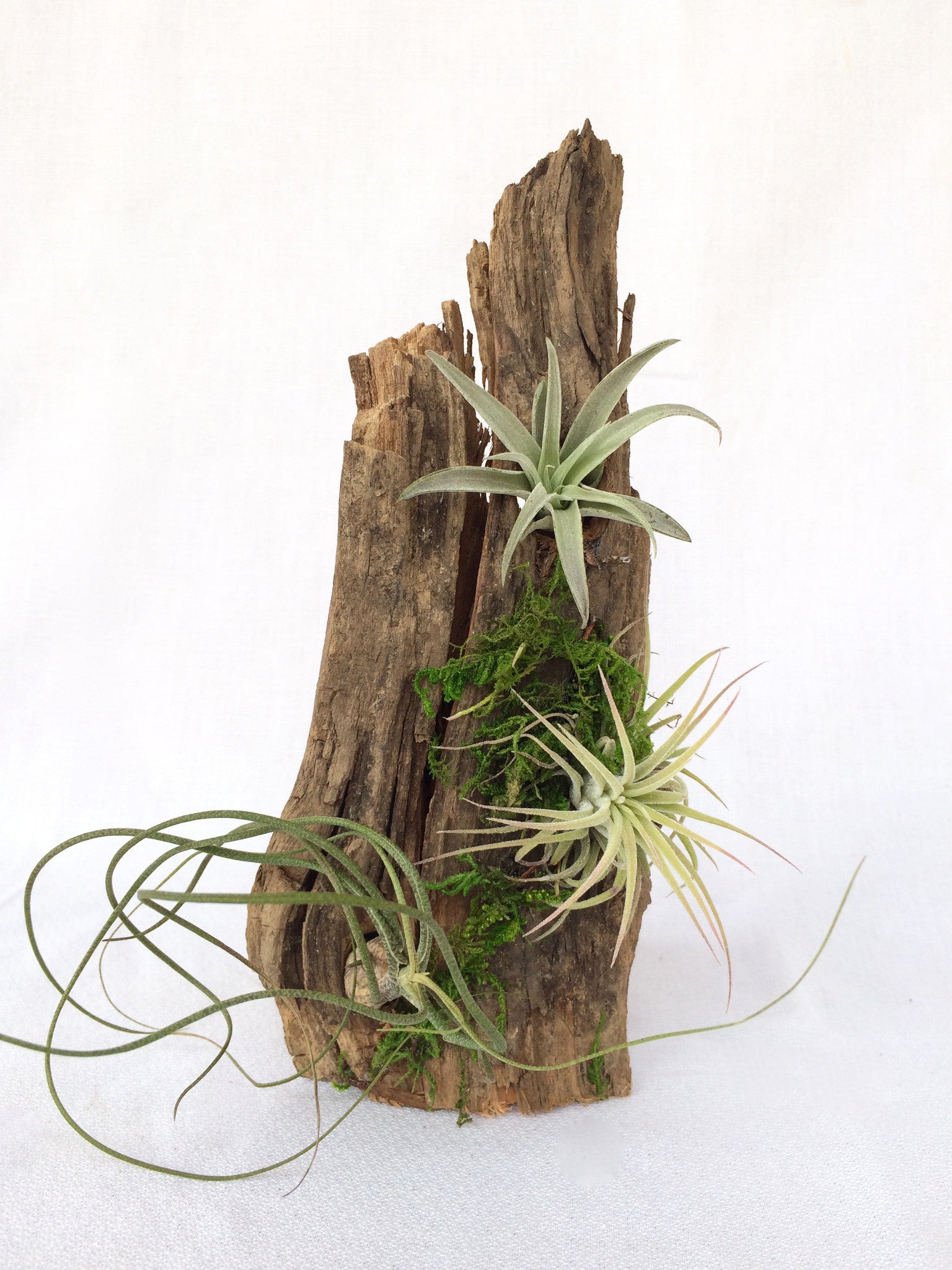 Modern Air Plant Planters for Small Space