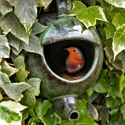 Robin in green teapot bird nester in bush