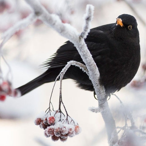 Watching out for birds in winter - blackbird - Peach Perfect