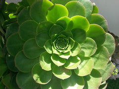 Repeating geometric patterns in the petals of a green plant