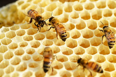 Repeating geometric patterns in honeycomb being built by bees