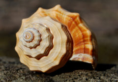 Orange and white shell showing Fibonacci spiral pattern