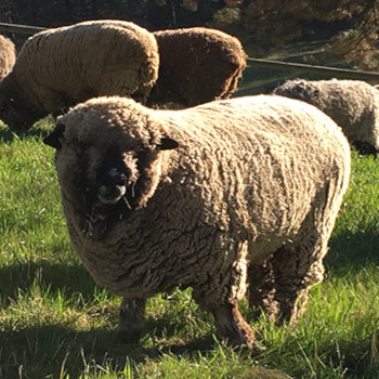 Jake, the wether from whom this Spoiled Sheep, natural brown sport weight yarn comes.