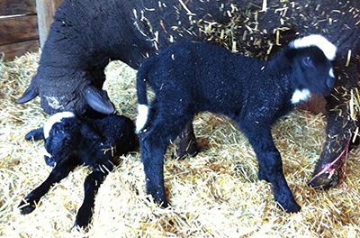 Peter, the wether from whom this Spoiled Sheep yarn comes.