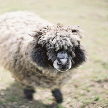 Spoiled Sheep In The Grease Raw Wool Fleece - 1 lb. Specials