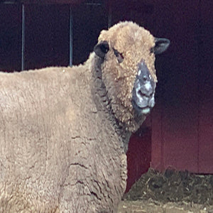 A Sheep In Super Heavy Clothing! 80 Pounds Of Pure Wool Burden Lone  Creature