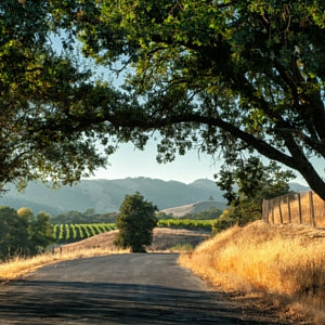 calpure™ grapeseed oil